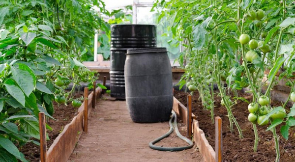 Секреты полива помидор в теплице из поликарбоната для получения богатого урожая